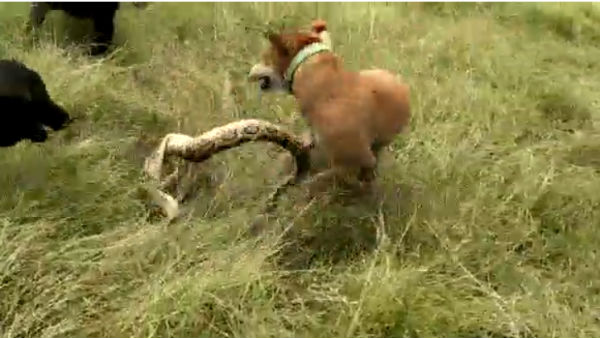 6 அடி நீள விஷ பாம்பு 