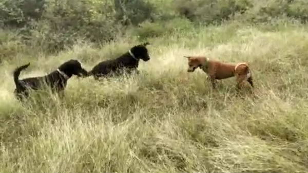 விவசாய தோட்டம் 