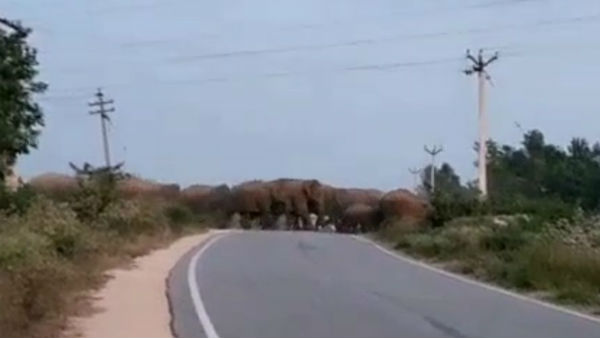 60 wild elephants chasing a dense forest in Hosur 