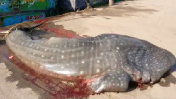 Shark fish caught in Puducherry fishermans net 