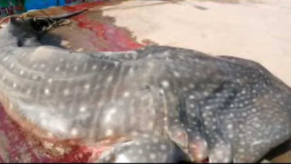 Shark fish caught in Puducherry fishermans net 