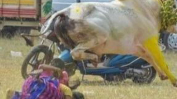 Jallikattu festival in Tamil Nadus sivagangai district 