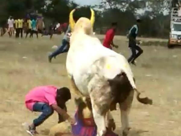 Jallikattu festival in Tamil Nadus sivagangai district 