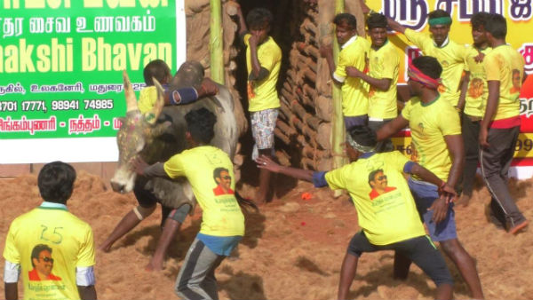 manaparai avarangadu jallikattu 400 bulls participated 
