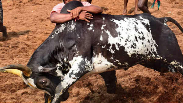 பாலமேடு குழு பாலமேடு குழு