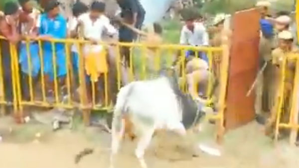 வைரல் காளை மாடு 