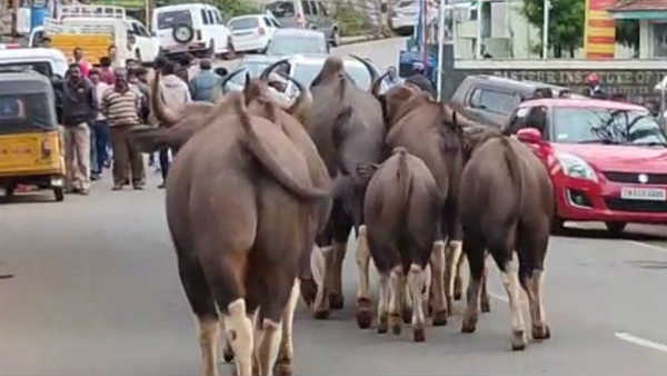 Local body election counting in coonoor 