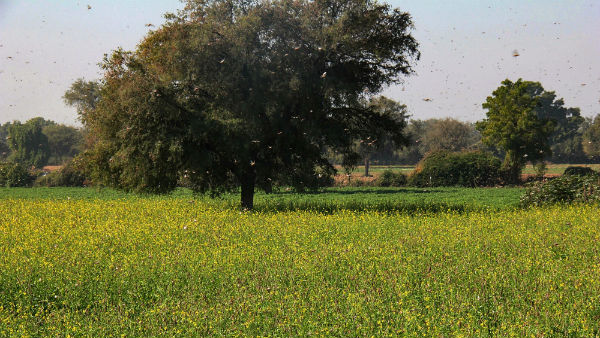  gujarat and rajasthan and punjab faces locust attack, crops destroyed with in few hours 