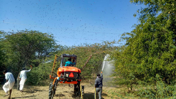 Pakistan’s locust attack crops in North Gujarat 