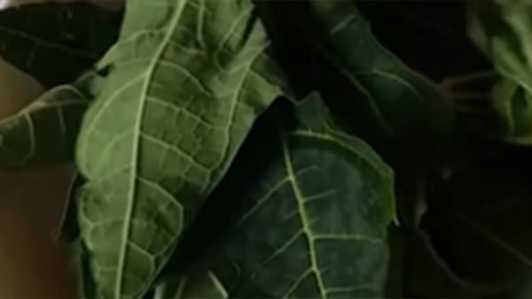 காய்கறிகள் காய்கறிகள்