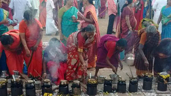 Sevvai Pongal the traditional Pongal festival in Nattarasankottai