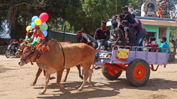 Pongal celebrations in puducherry 