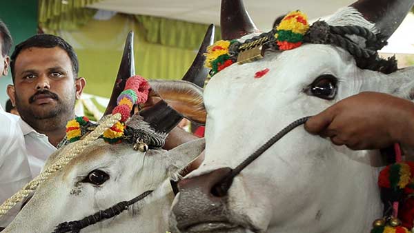 MHC bans Rekla Race in Thirukkadaiyur on the day of Pongal MHC bans Rekla Race in Thirukkadaiyur on the day of Pongal