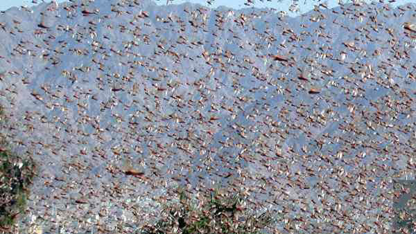 Pakistan’s locust attack crops in North Gujarat 