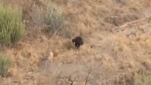 tiger fight bear video: clash between tiger and sloth bear in Rajasthan’s ranthambore park 
