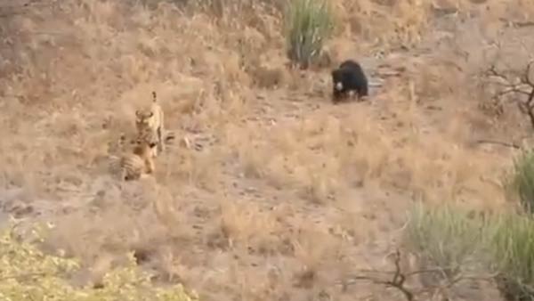 tiger fight bear video: clash between tiger and sloth bear in Rajasthan’s ranthambore park 