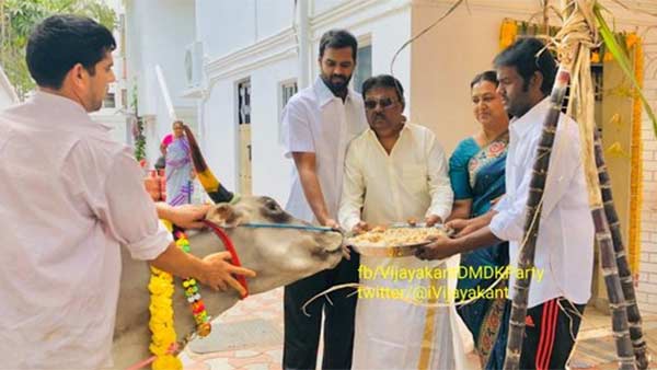 மாட்டுப் பொங்கல் 