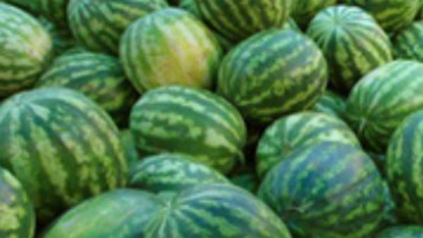 தர்பூசணி பழங்கள் 