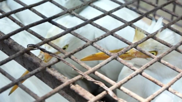 Forest officials seize rare species of birds 