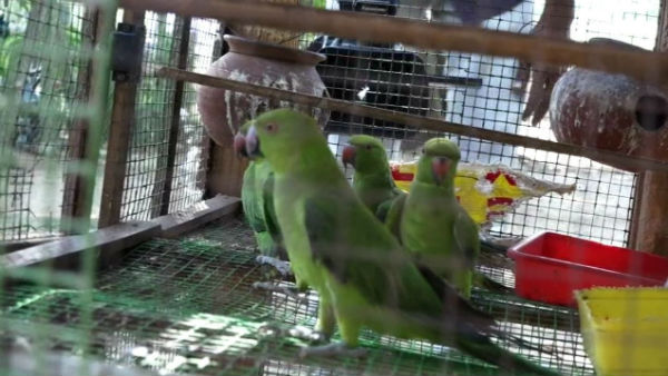 Forest officials seize rare species of birds 