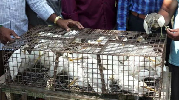 Forest officials seize rare species of birds 