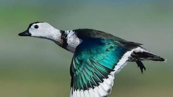  விலங்குகள் பறவைகள் 