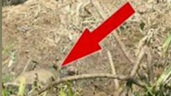 சாப்பிடவில்லை 