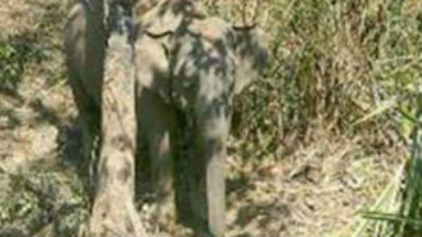 பட்டாசுகள் 