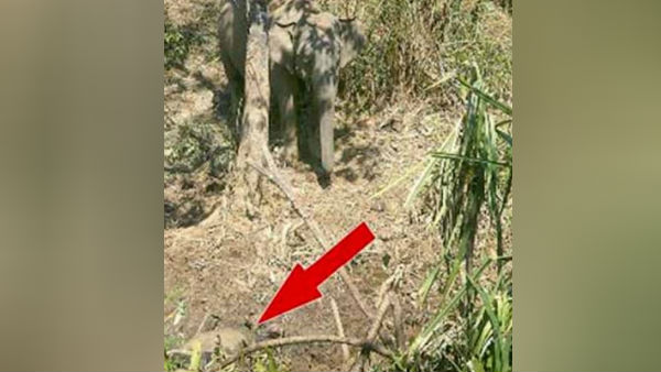 elephant roaming its cub dead body in gudalur 