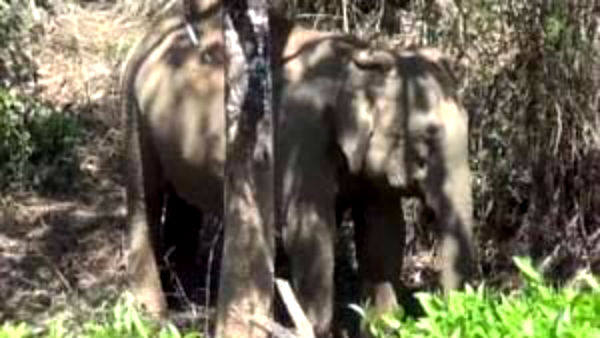 elephant roaming its cub dead body in gudalur 