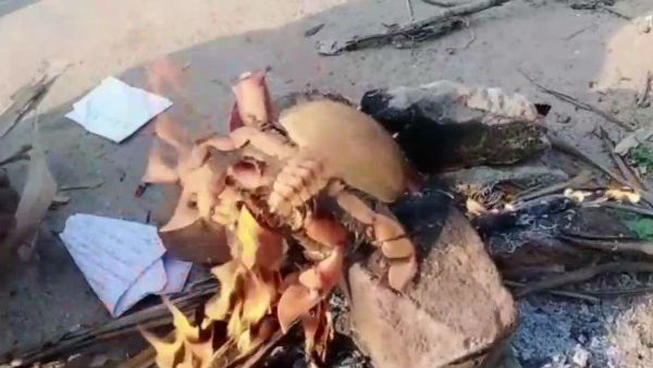 Miracle crab caught in puducherry fishermans net Miracle crab caught in puducherry fishermans net