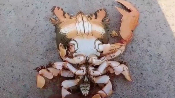 Miracle crab caught in puducherry fishermans net Miracle crab caught in puducherry fishermans net