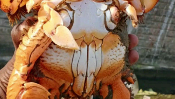 Miracle crab caught in puducherry fishermans net Miracle crab caught in puducherry fishermans net