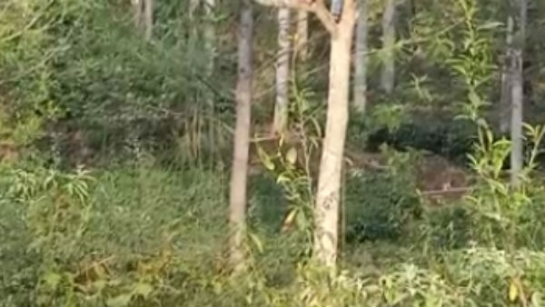 பாதுகாப்பு 