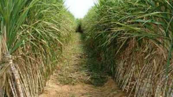 கரும்பு விவசாயிகளுக்கு 