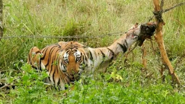 சுருக்கு கம்பி 