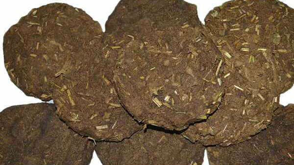 மாட்டு சாணம்