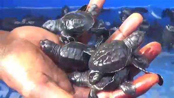 baby Olive Ridley turtles released into sea 