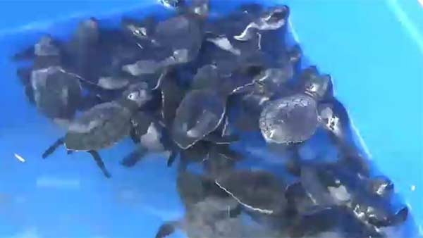 baby Olive Ridley turtles released into sea 
