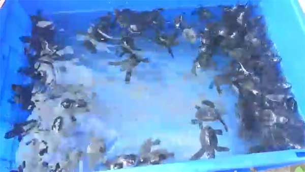 baby Olive Ridley turtles released into sea 