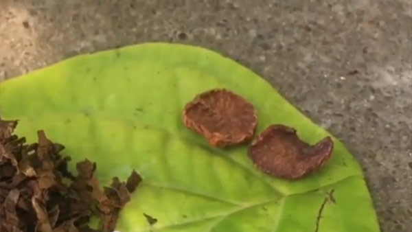 வெத்திலை கறை 