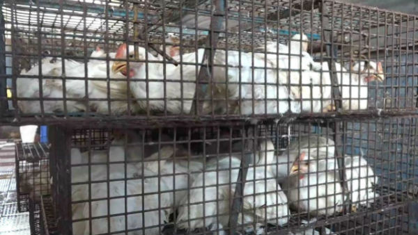 Chicken 65 free at meat shop in Puducherry to raise awareness of coronavirus Chicken 65 free at meat shop in Puducherry to raise awareness of coronavirus