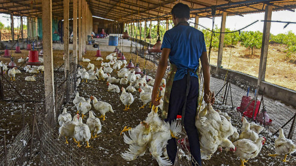 இன்று இறைச்சி கடைகள் திறப்பு 