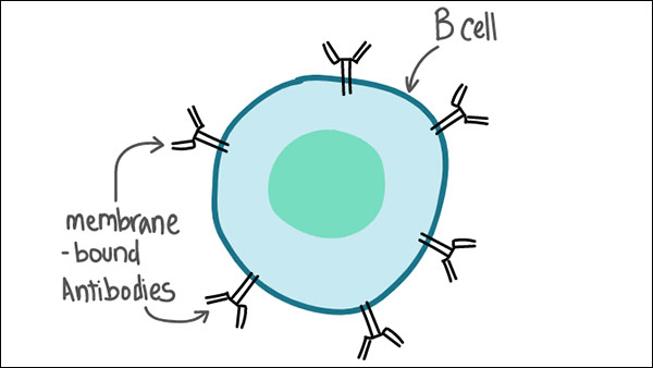 How Coronavirus defeats Immune system of Human body?