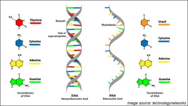 How Coronavirus defeats Immune system of Human body?