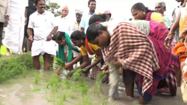 CM Edappadi Palanisamy plants a paddy sapling in a land 