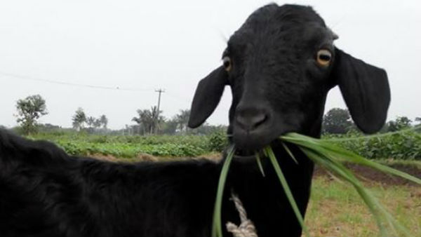 ஆட்டிறைச்சி ரூ. 1,000 