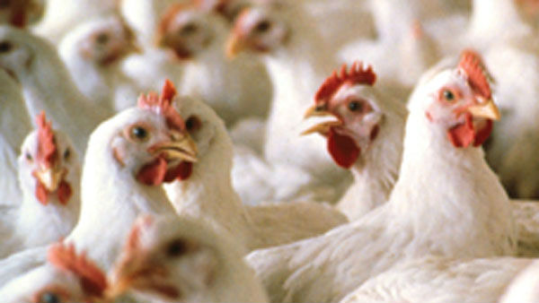 கோழிக் கறி 