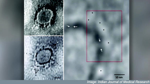 வளர்ந்தது முழுமையாக வளர்ந்து 