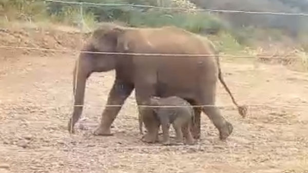 மின்வேலி 